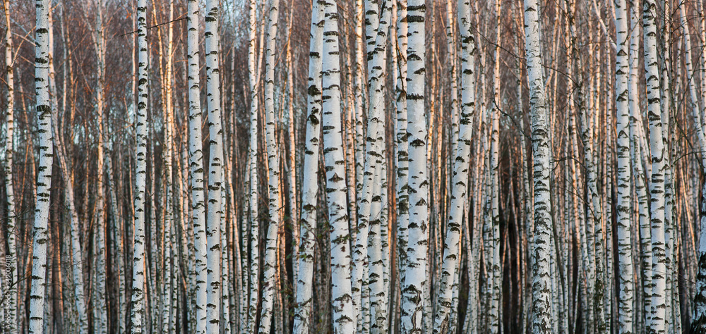 Birch forest. Birch tree. Background Birch forest. Birch tree. Background