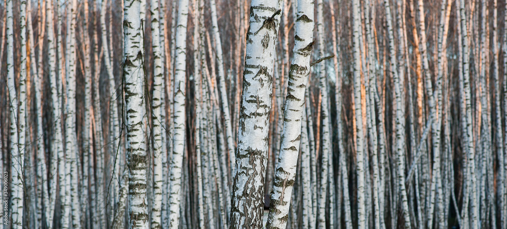 Birch forest. Birch tree. Background