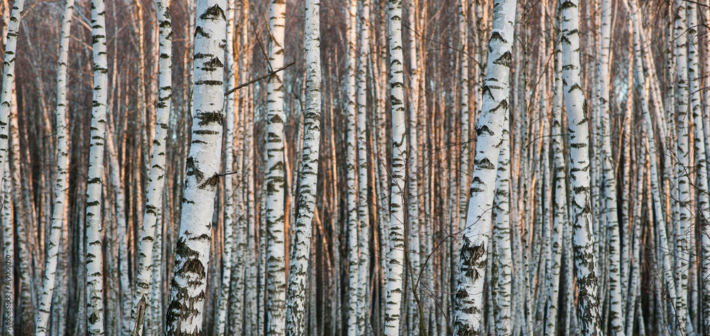 Obraz premium Birch forest. Birch tree. Background