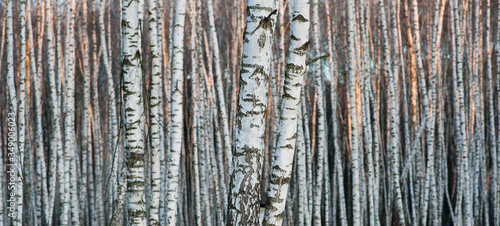 Birch forest. Birch tree. Background