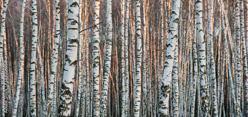 Birch forest. Birch tree. Background