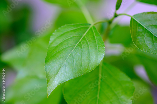 Fresh green foliage in spring in the forest closeup.