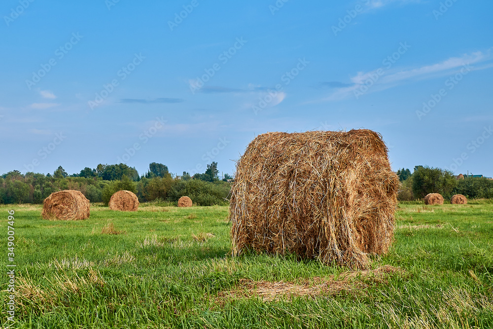 Rolled up rolls of dry hay and stacks of yellow mown grass in field during haymaking. Rolled up rolls of dry hay and stacks of yellow mown grass in field during haymaking.