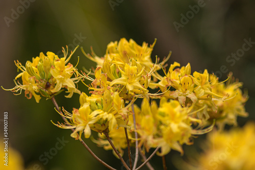 jasne żółte kwiaty rożanecznika1