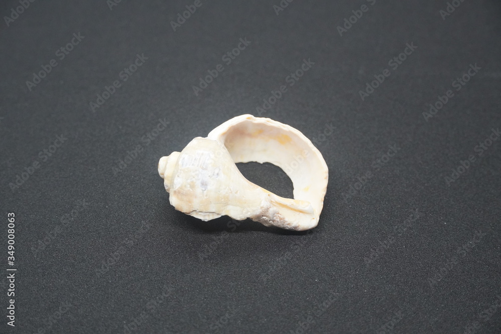 Sea shells placed on background Sea shells placed on background