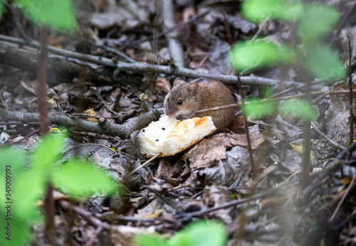 forest gray chipmunk found a crust of bread and eats it