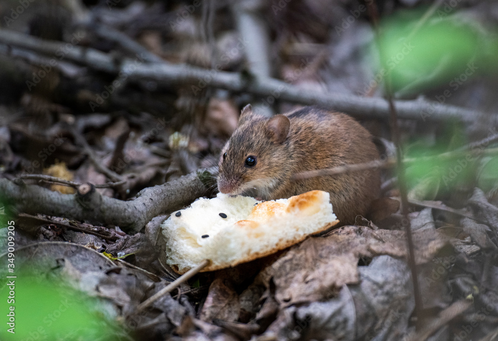 forest gray chipmunk found a crust of bread and eats it forest gray chipmunk found a crust of bread and eats it