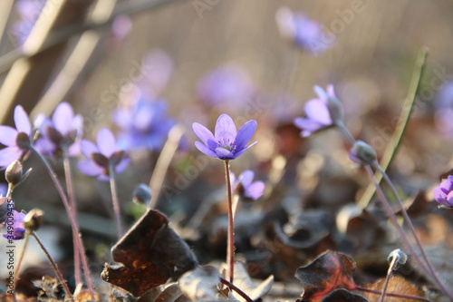 Spring flowers. Anemone hepatica blooming in the forest.