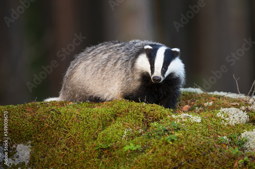 Fluffy european badger, meles meles, facing camera on mossy rock in summer forest. Fat mammal with black and white stripes in green nature. Animal wildlife in wilderness.