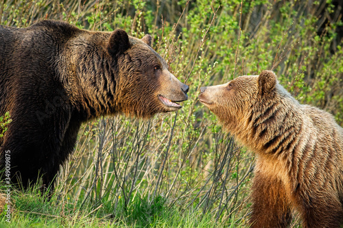 Couple of male and female brown bear, ursus arctos, looking at each other in spring nature. Bonding emotional moment between two wild animals in mating season. Courtship of furry mammals.
