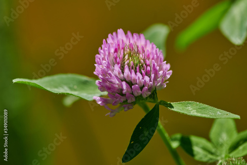 macro of blooming clover with pink blossom in the sunshine