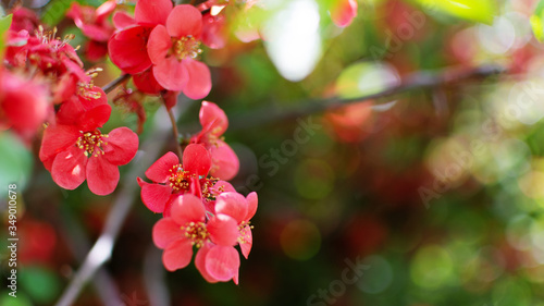 Red spring flowers of Japanese quince  Chaenomeles japonica  on blurred green background with beautiful bokeh.