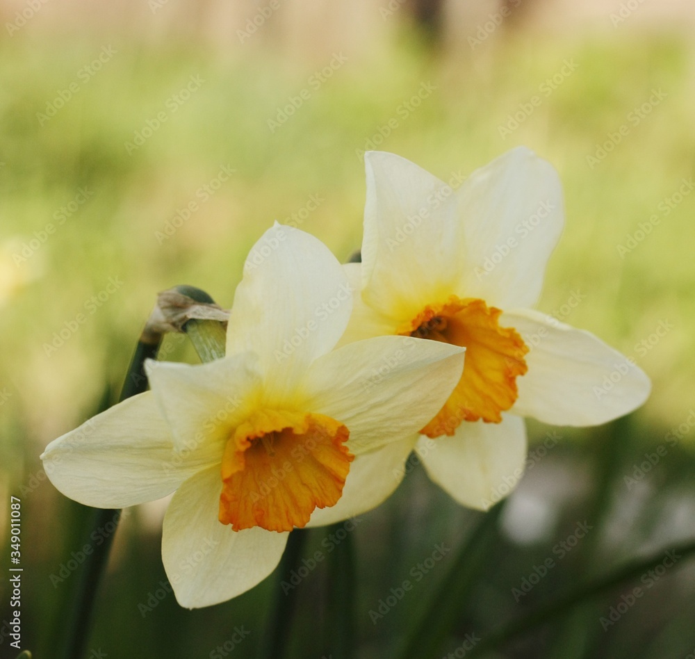 Beautiful yellow daffodils in the summer garden Beautiful yellow daffodils in the summer garden