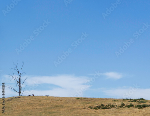 Fototapeta Naklejka Na Ścianę i Meble -  Dead tree on isolated browning hill with no rain 