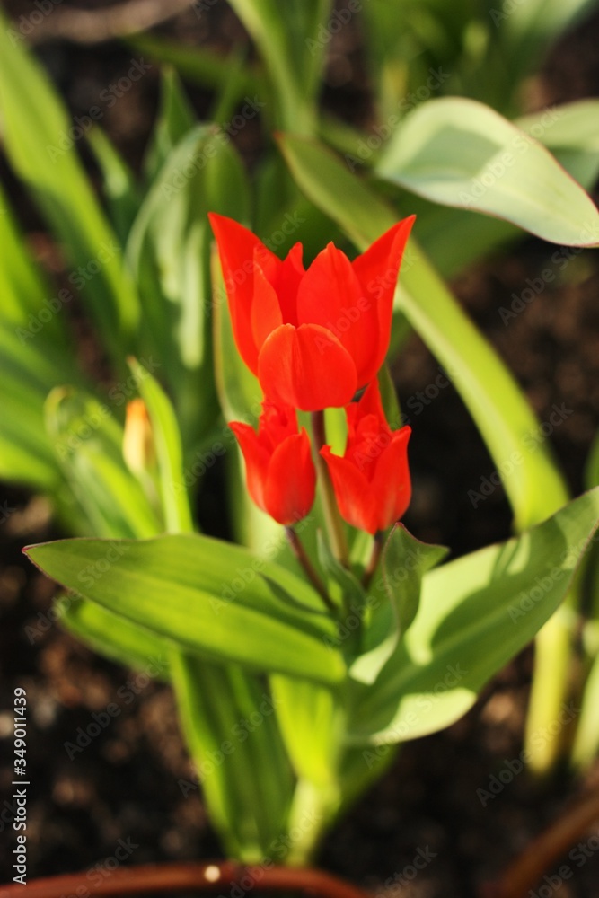 Naklejka premium Beautiful Red Tulips in the summer garden