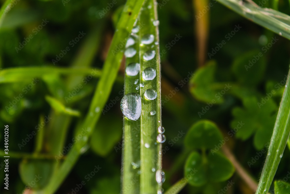 grass blade with raindrops grass blade with raindrops