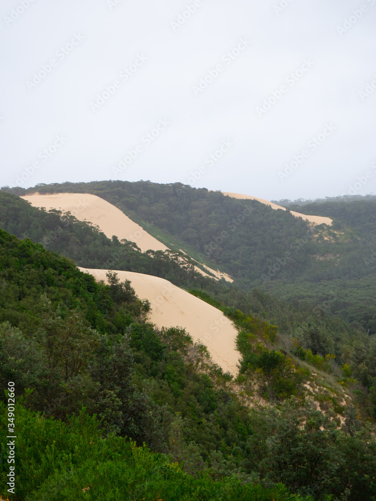 sand dunes and forest