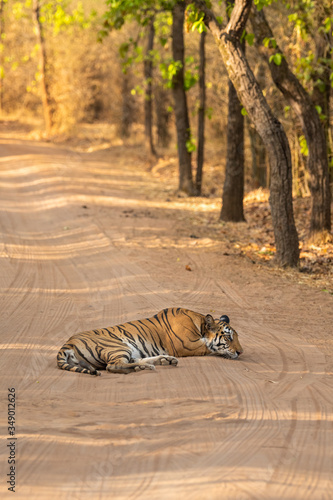 Wild female tiger resting on middle of forest track in bandhavgarh national park