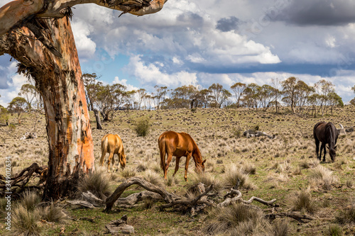 Wild horses - so called Brumbies - in the Kosciuszko National Park in New South Wales, Australia at a cloudy day in summer. photo