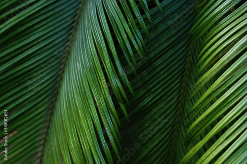 Blured background with palm leaves.