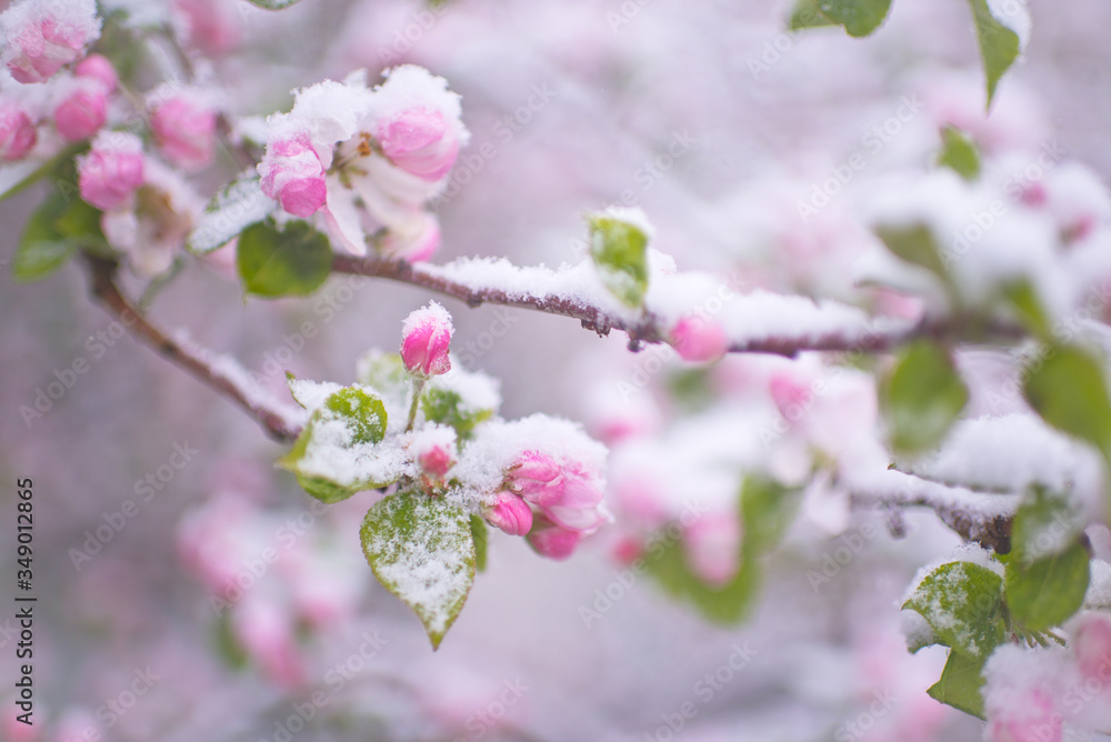 Beautiful spring apple blossoms covered with snow. Bloom tree flowers covered in snow. Spring frost over may blooming tree blossoms. Tree spring flowers. Apple blossom in snow Beautiful spring apple blossoms covered with snow. Bloom tree flowers covered in snow. Spring frost over may blooming tree blossoms. Tree spring flowers. Apple blossom in snow