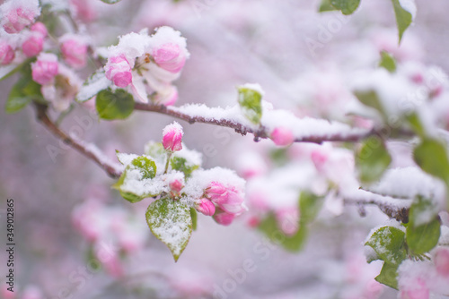 Beautiful spring apple blossoms covered with snow. Bloom tree flowers covered in snow. Spring frost over may blooming tree blossoms. Tree spring flowers. Apple blossom in snow