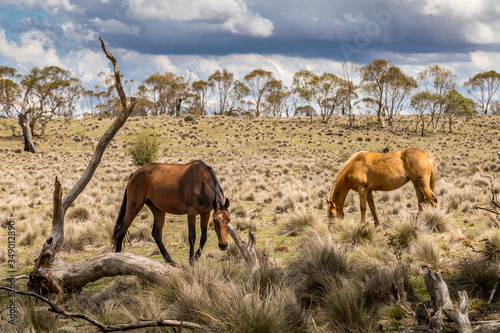 Wild horses - so called Brumbies - in the Kosciuszko National Park in New South Wales, Australia at a cloudy day in summer.