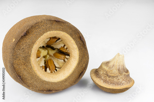 Brazilian Lecythis pisonis fruits and seeds isolated in white background photo