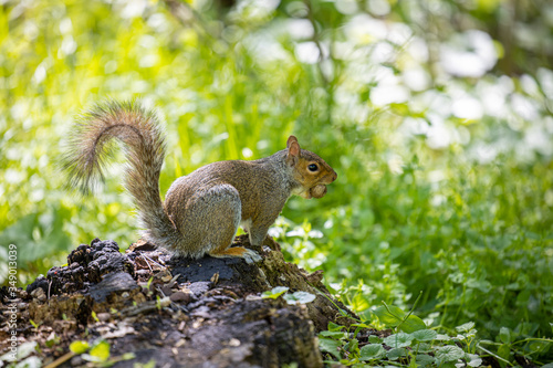 Squirrel eating nuts © Avi