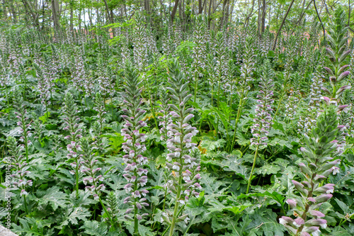 Bild auf Leinwand Bear's breeches (Acanthus mollis) floral plant in May