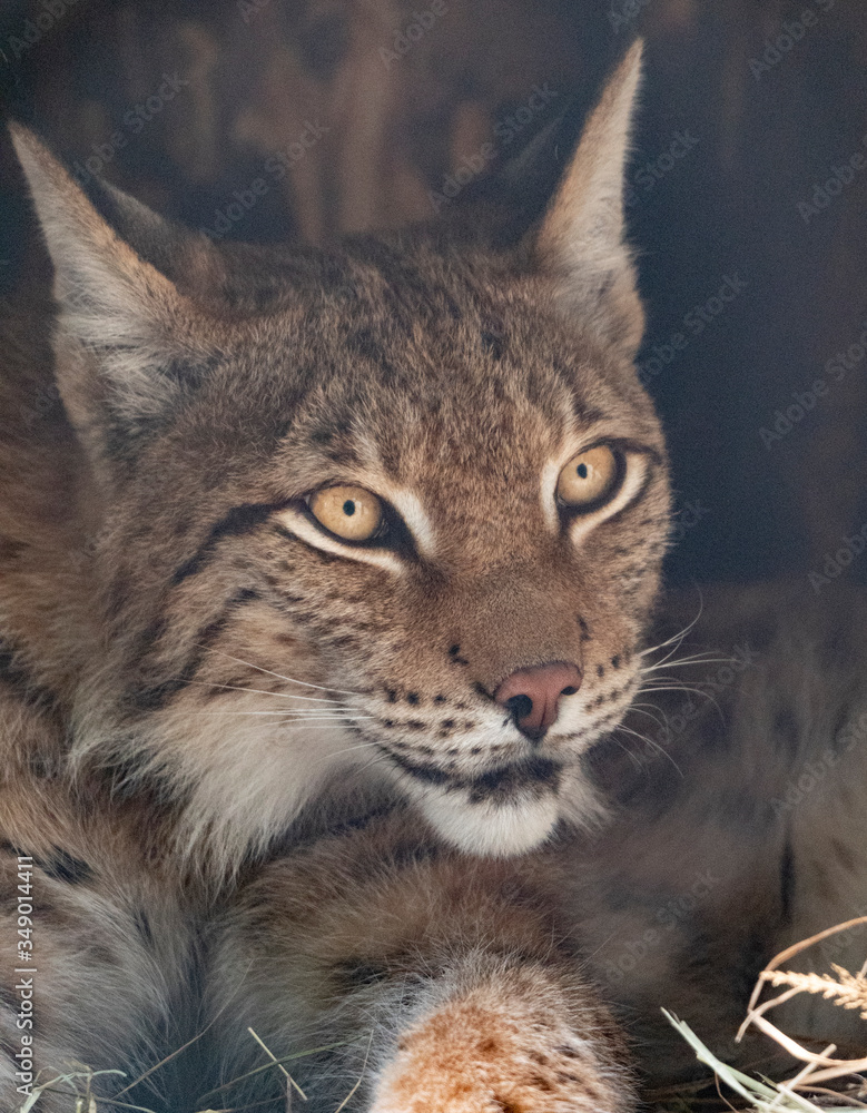 Lynx looks with predatory eyes from the shelter Lynx looks with predatory eyes from the shelter