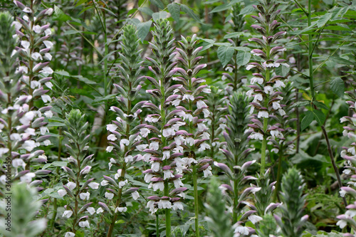 Fototapeta Bear's breeches (Acanthus mollis) floral plant in May