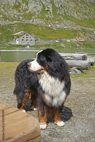 Bernese Mountain Dog in the mountains, Switzerland 