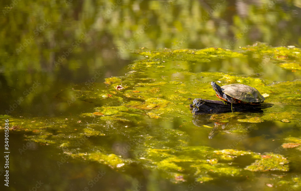Turtle sunbathing Potomac River C&O Canal Turtle sunbathing Potomac River C&O Canal