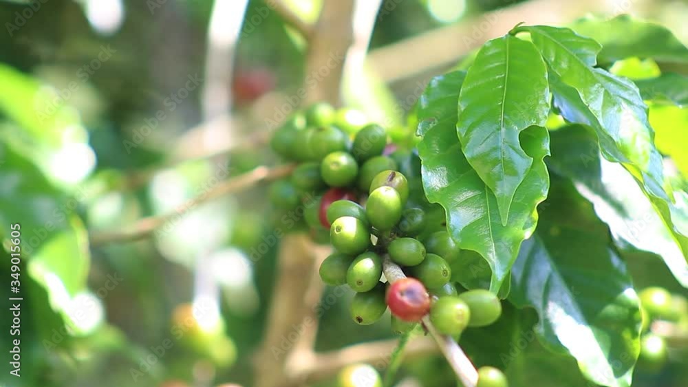 Granos de café maduros y verdes acercamiento granos maduros finca campo plantación Granos de café maduros y verdes acercamiento granos maduros finca campo plantación