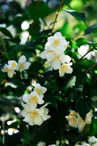 blooming jasmine tree