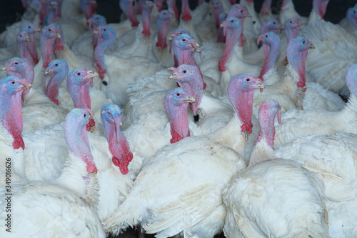 production processes at the poultry farm where adult turkeys are raised from chickens, as well as the process of transporting and unloading chickens. photo