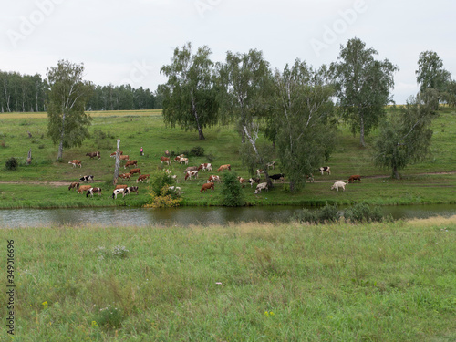 Landscape with a herd of cows in the on coast of the lake