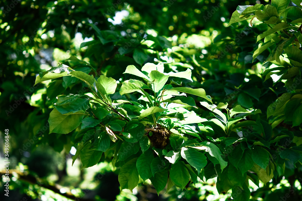 Spring in garden green leaves background Spring in garden green leaves background