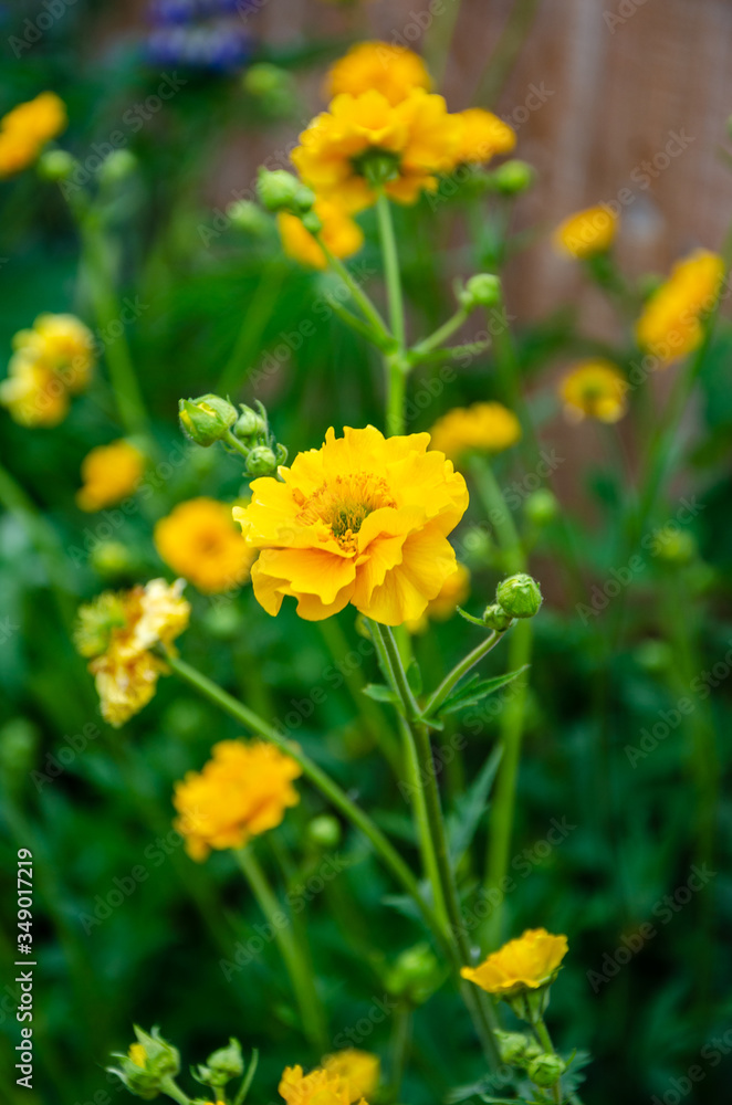 Geum 'Lady Stratheden' with yellow flowers in a residential garden.