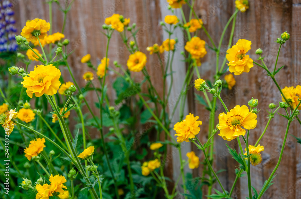 Geum 'Lady Stratheden' with yellow flowers in a residential garden. Geum 'Lady Stratheden' with yellow flowers in a residential garden.