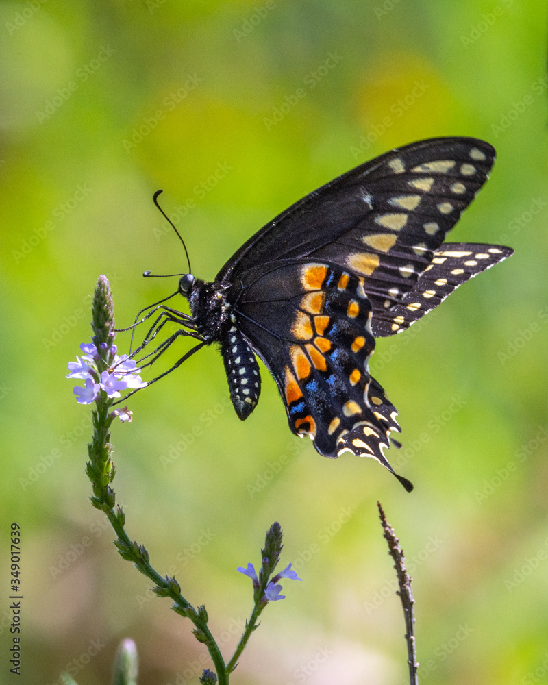 Fototapeta premium Black Swallowtail on a wildflower along Elm Lake in Brazos Bend State Park!