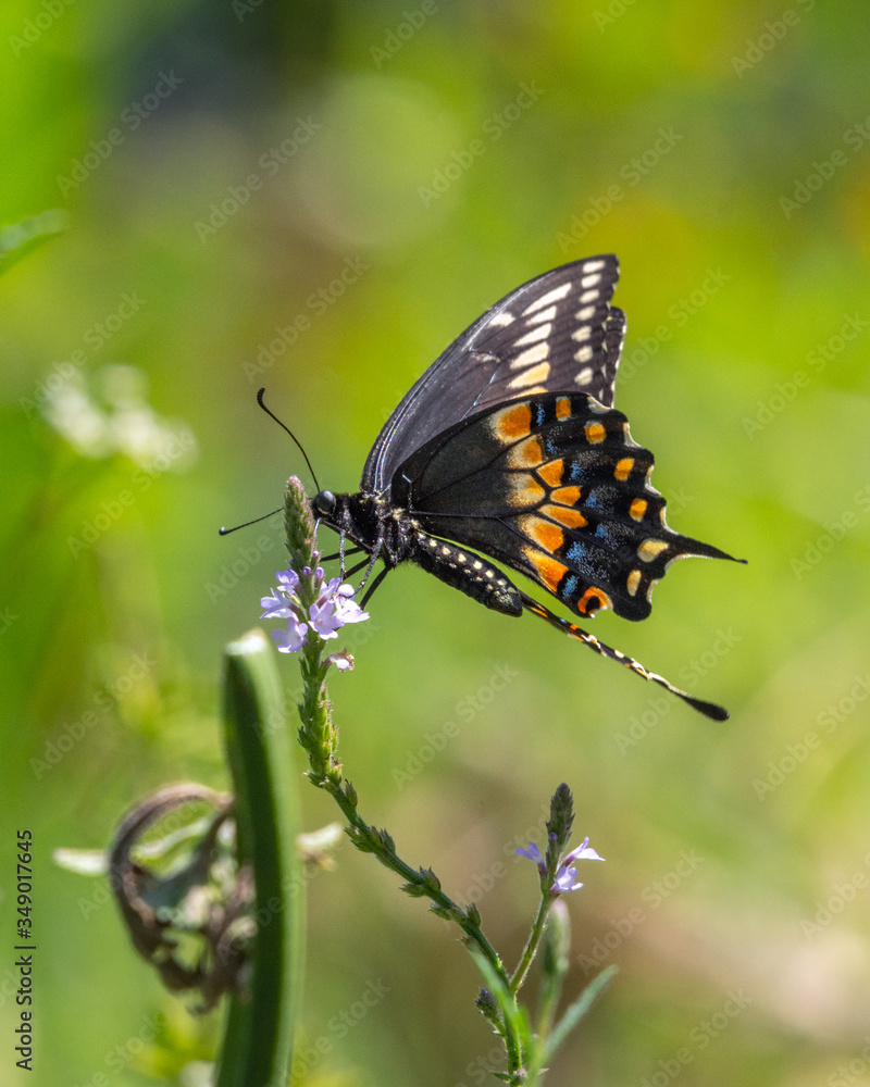 Black Swallowtail on a wildflower in Brazos Bend State Park! Black Swallowtail on a wildflower in Brazos Bend State Park!