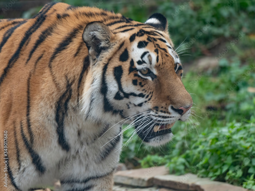 Close up of a predatory amur tiger's face Close up of a predatory amur tiger's face