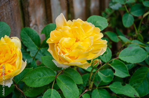 Yellow shrub rose 'Molineux' from Austin Roses is named after the stadium belonging to Wolverhampton Wanderers Football Cub seen herein bloom photo