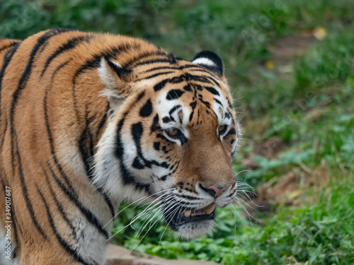 Close up of a predatory amur tiger s face