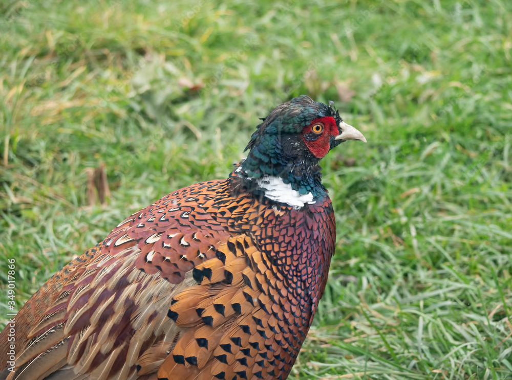 Fototapeta premium Pheasant close-up on a background of green grass