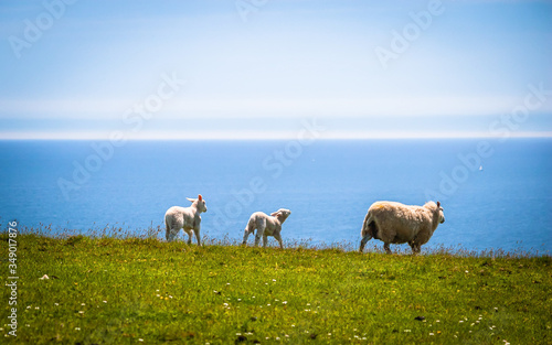 Sheep at the pasture at the coast of Cornwall  UK