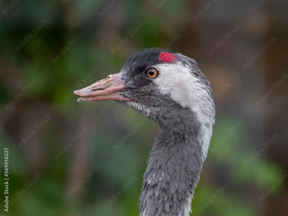 Naklejka premium The red-crowned crane Close up portrait Grus japonensis also called the Japanese crane