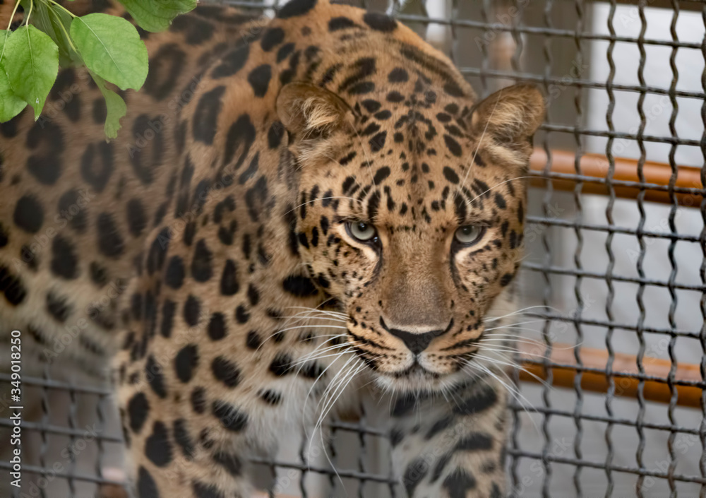 Obraz premium Jaguar before the attack on the victim prepares to jump